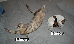 cat intro extro no title 1